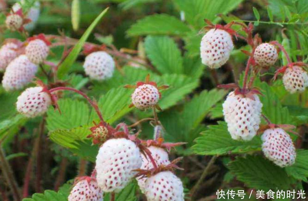  【草莓】它被称为“野草莓”，农村小孩当零食吃，殊不知治口腔