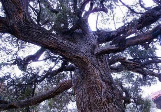  槐树@北京人的生活，一年四季都离不开树！