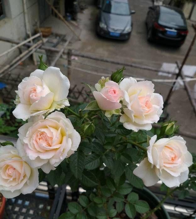  此种：此种木本植物，四季都开花，花朵超美，植株低矮，很适合阳台盆栽