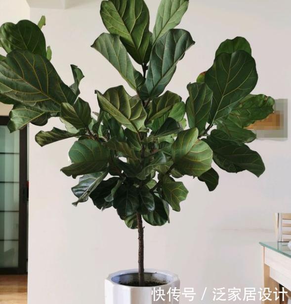  净化空气@客厅养花就选这些，时尚又长寿，摆在客厅吸甲醛，能养几十年