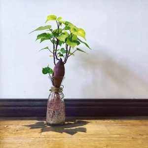  [就可以]6种蔬菜头留好了，放水里就长根，养成小盆栽真耐看，叶子味道好