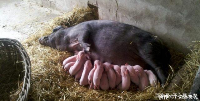 养猪会污染空气，专家建议禁止农民散养猪，老农民一句话怼回去
