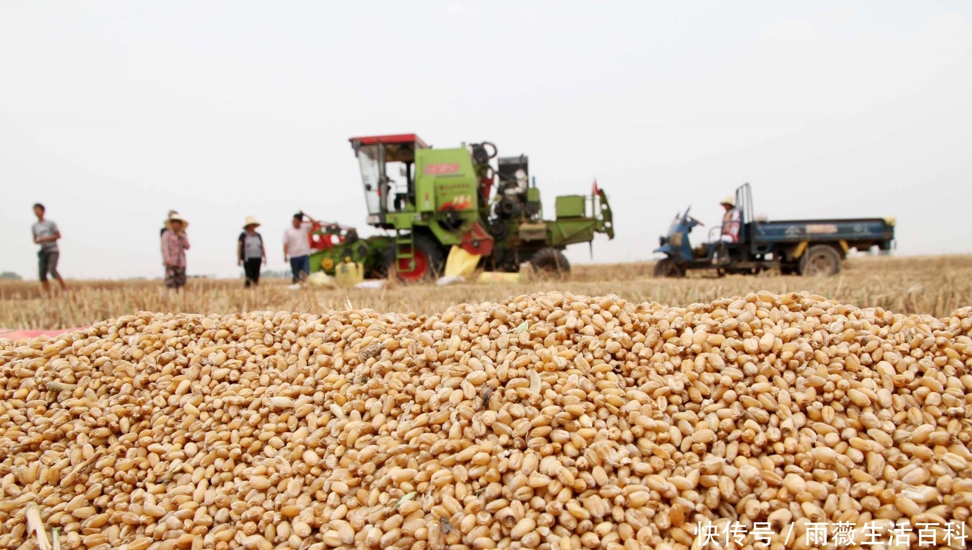  补贴@粮食补助有新变化？新增2类人领取补助，3类农民补贴将被取