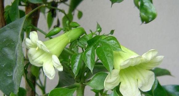  「让它」你见过幸福树开花吗？平时做好“2件事”，开出小喇叭，太漂亮了