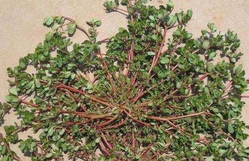  [花钱]能做“药膳”的3种植物，在家养1盆，“小病小灾”都不用花钱了！