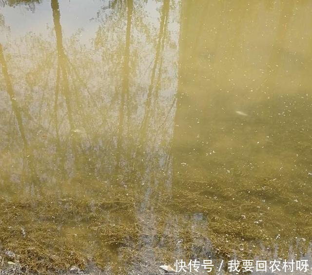  『飘过去』焦作新河里好多死鱼，1分钟飘过去10多条，有钓鱼人说下毒太可恶！