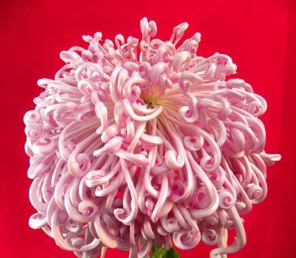 #龙沙宝石#喜欢养菊花,就养盆“珍稀菊花”,花开“盘龙出海”,霸气粉艳!