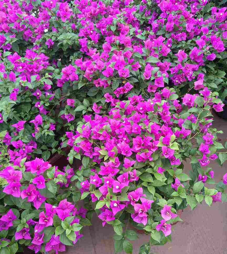  「养分」这3种花,花后狠心剪一刀,来年呼呼爆满盆,亲朋好友来围观!