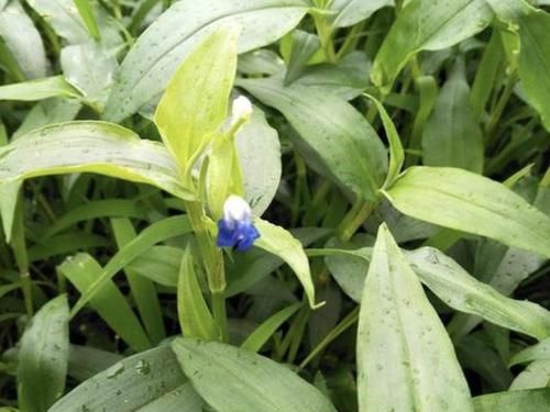  『值钱』此种“野草”不多见，被称为“鸭跖草”，珍贵、值钱，请勿忽视！