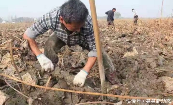  收购|亩产5000斤，种植成本1.5元每斤，收购商1元也不愿给，农民