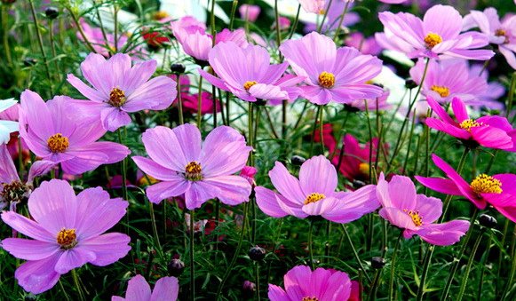  名流千秋：在家养花，不如养些高颜值的菊花，高端大气又美观，花香清新脱俗