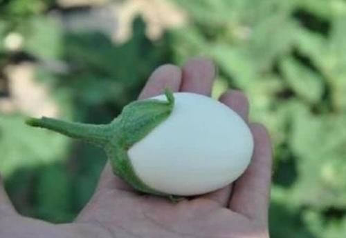 『呼呼』阳台种上“5种菜”,撒点种子就能呼呼长,吃了一茬又一茬!