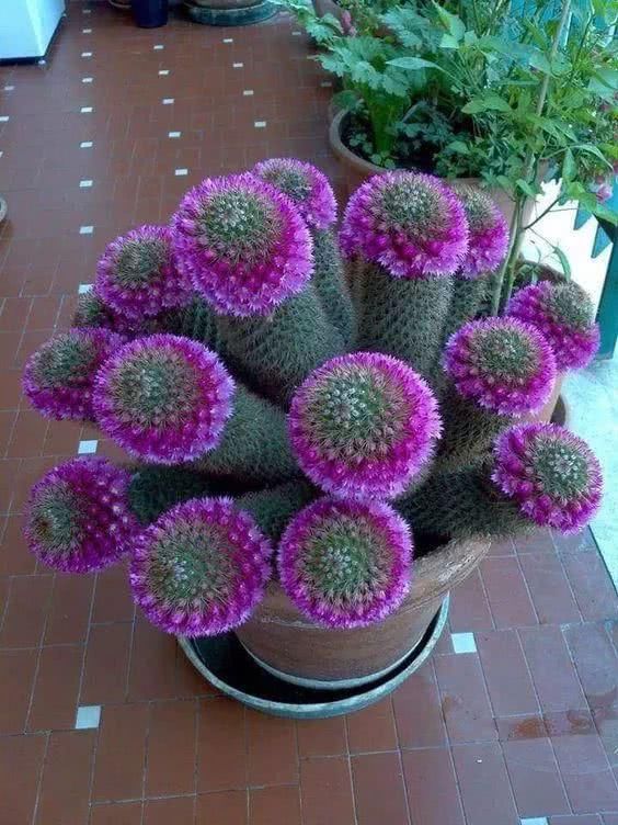  『开出的花』非常罕见的仙人掌，一起欣赏！