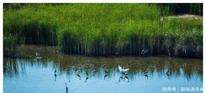 沙漠中的奇迹，这片沙漠中不仅有众多泉眼，还能在里面捞螃蟹