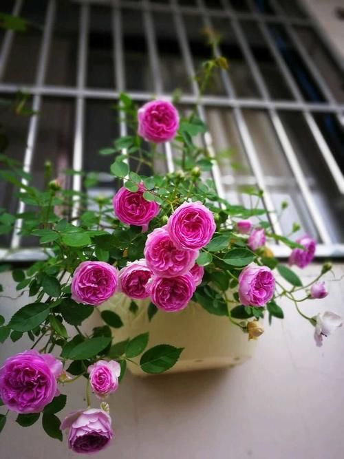  『值得』此种开花植物，四季都花开，比兰花还香，可盆栽种植，很值得拥有