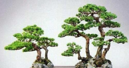 盆景:想在农村养几盆五针松盆景,需要注意些什么事项?就是要花心思