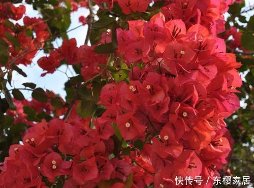 『长春花』阳台栽培5种花卉，夏天不怕高温，花枝乱窜，长成“花海”很讨喜