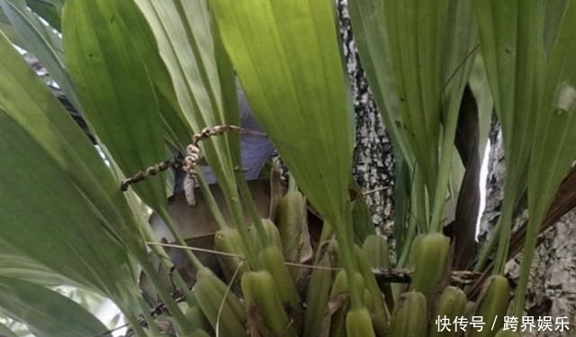 【杂草】“一种杂草”附着在一棵大树上生长,被称为“一个人的母珠”,罕见而珍贵