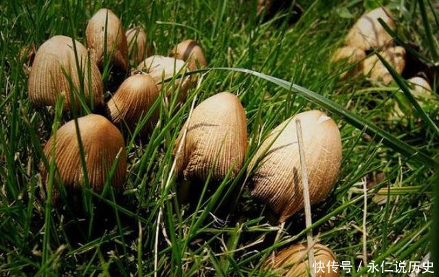 农村草地上的这种野味，长得像“鸡腿”，据说价值很珍贵