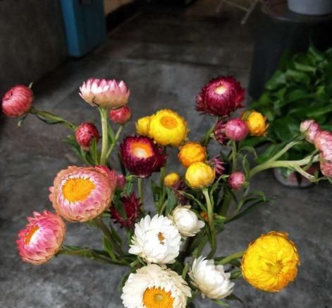  品种：有3个菊花品种，不仅长得漂亮，还特别好养，非常适合现在的气候