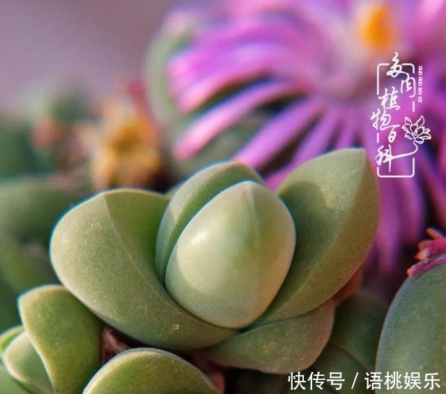  #喜欢#一粥一饭填饱肚子，一屋一花神仙日子！生命不止，玩趣不停！