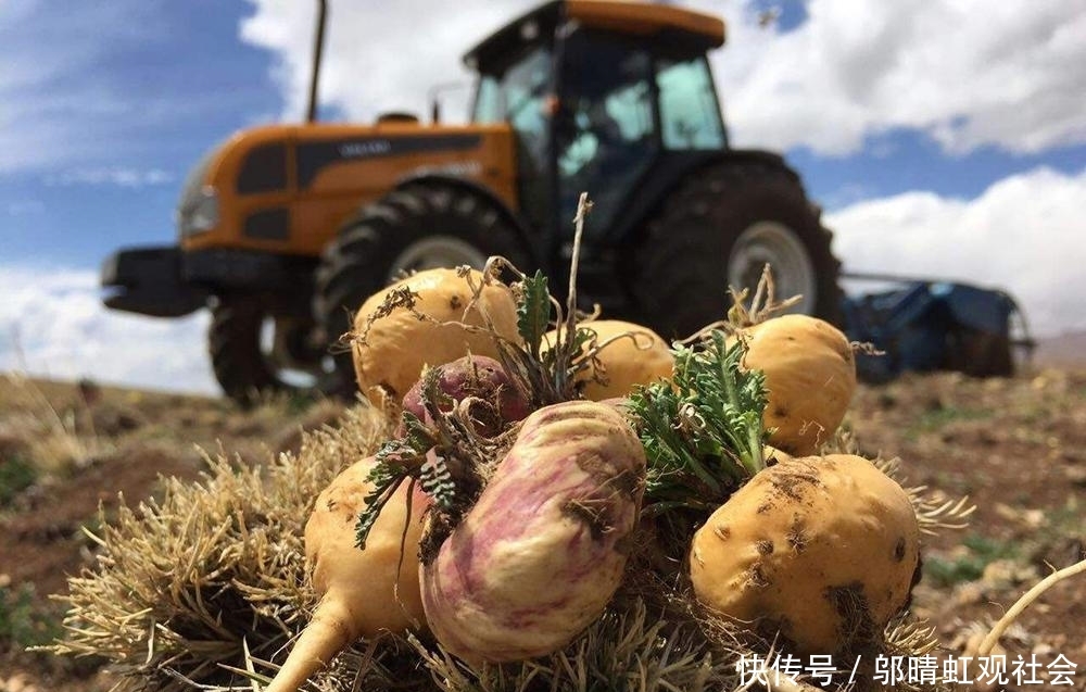  #萝卜#号称南美人参，上百元一斤被捧上神坛，如今农民当成萝卜