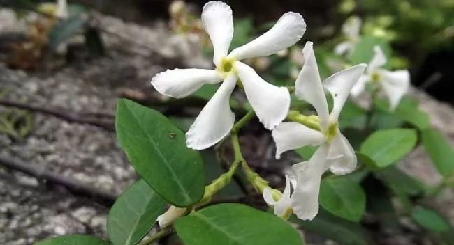 『开花时』她在院子里养了1棵花,春天开花上千朵,花多浓香,开成一面花墙