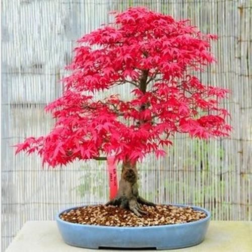  金钱树■养两盆植物就能够欣赏一整年，花期超长的花卉盆栽