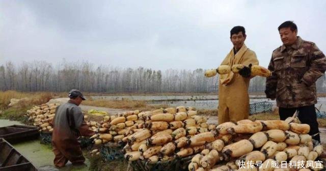  【补贴】粮食补贴标准“两提高、三不发”，农民要注意别吃亏