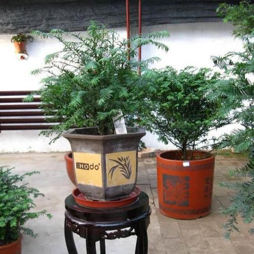  『红豆杉』网红植物“红豆杉”，叶子哗哗掉，避开3个坑，还能起死回生