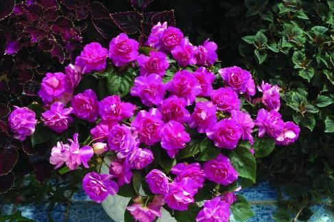 『把它』阳台种花首选“它”，花量大，一开就是花瀑布，新手也能养活