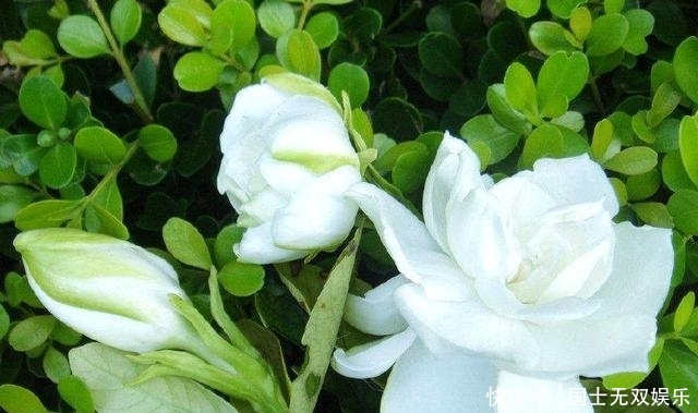 要注意■2种酸酸的废渣,养护栀子花茉莉花作用大,花开满枝,砰砰爆盆