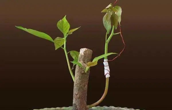  「适合」适合懒人养的花,养成轻松成本低!