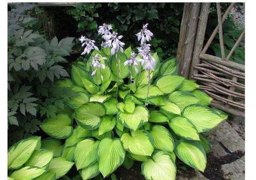  「适合」喜欢养花，就养一颗玉簪花，花朵如玉簪，适合室内栽种。