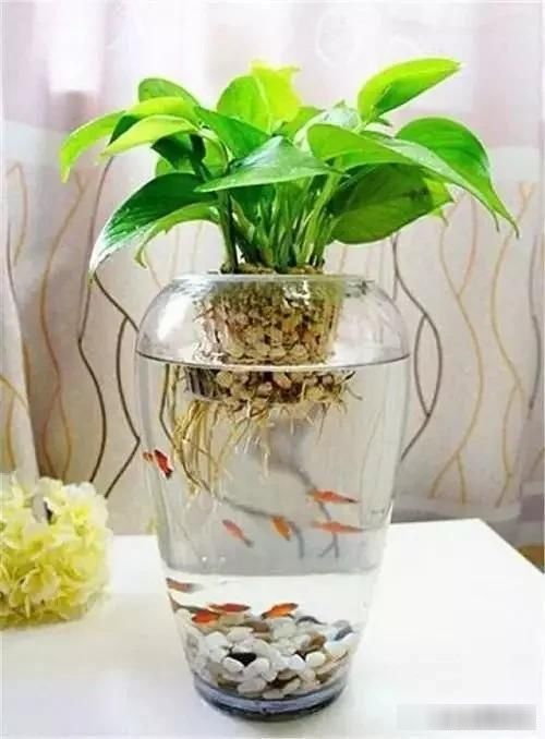  「减压」金鱼和绿罗真的很配，看了减压又养眼