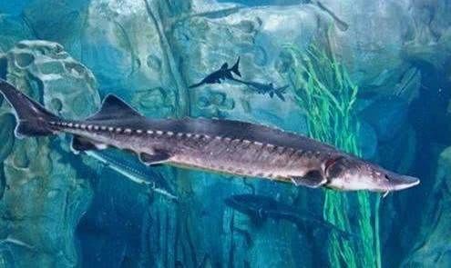 「中华鲟」这种鱼又称“长江鱼王”，如今长江中已看不见，近日