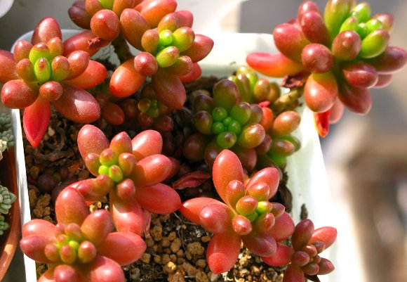  「花开」这些花朵超好养，养护简单又漂亮，花开多又香，新手也能养爆盆