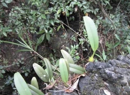  「人称」“1种杂草”紧贴大树生长，人称“独叶岩珠”，少见、还珍贵！