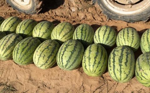  【蔬菜】世界上最“悲催”沙漠，被中国人当菜园，每年收10000多