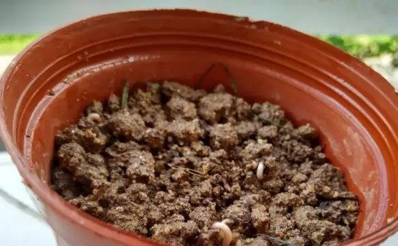 盆栽蔬菜|简单3步学会在家盆栽小葱,炒菜、煮菜掐个叶子,随吃随摘!