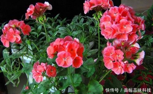 『养花』阳台养花选它,一年四季都开花,新手也会养,是盆栽佳品!