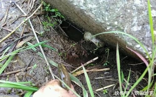 「老家」老家钓黄鳝的人很多，关键要知道怎么找洞