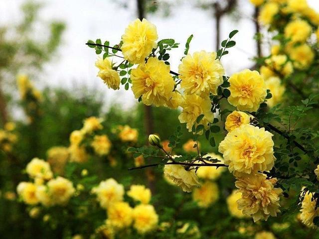  『柔美』一丛灌木开出柔美金黄花，仔细一瞧，原来是蔷薇花的亲戚