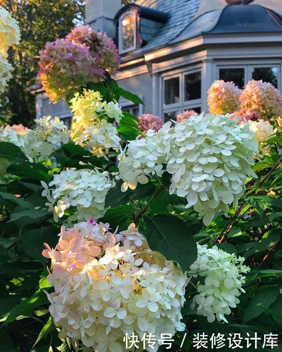  『蕨类植物』超级耐阴的几种花，常年不见太阳，也能郁郁葱葱长一片