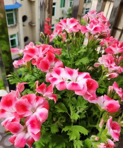  耐涝花@4种耐旱花，4种耐涝花，3种耐阴花，3种耐晒花，都是好养的懒人花