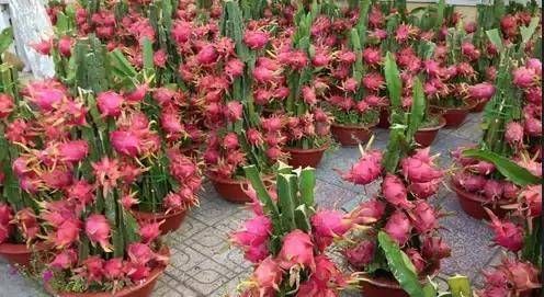  『值得』一种水果，一个花盆就可以种，有很多效果，值得拥有！