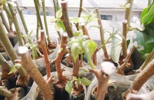  [好生根]不用生根水，该如何让插穗早生根？水里加勺白糖，轻松搞定难题