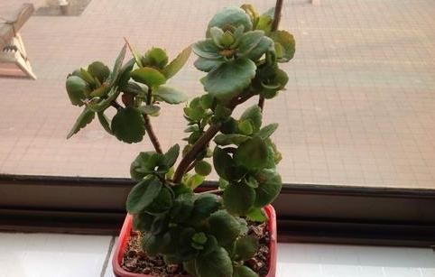  【长寿花养成】如何养护长寿花盆栽能开花多？将枝干剪一剪，老桩照样多开花