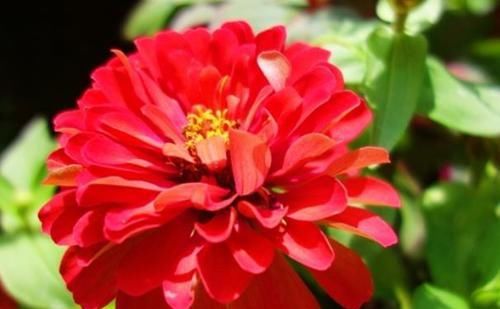  『次次』百日菊开花少？记住“3个”要领，次次开花“爆盆”，一开就100天