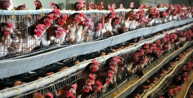  『劳症的发生』蛋鸡养殖过程中，笼养鸡产蛋疲劳症是怎么发生的，如何防治该病